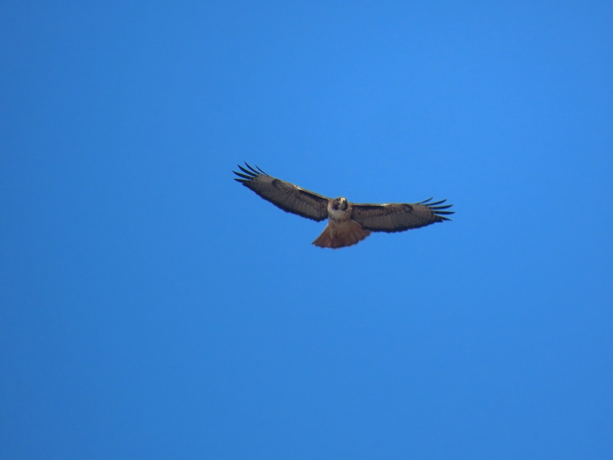 Red-tailed Hawk - ML309545151