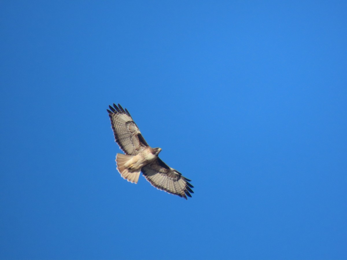 Red-tailed Hawk - ML309545181