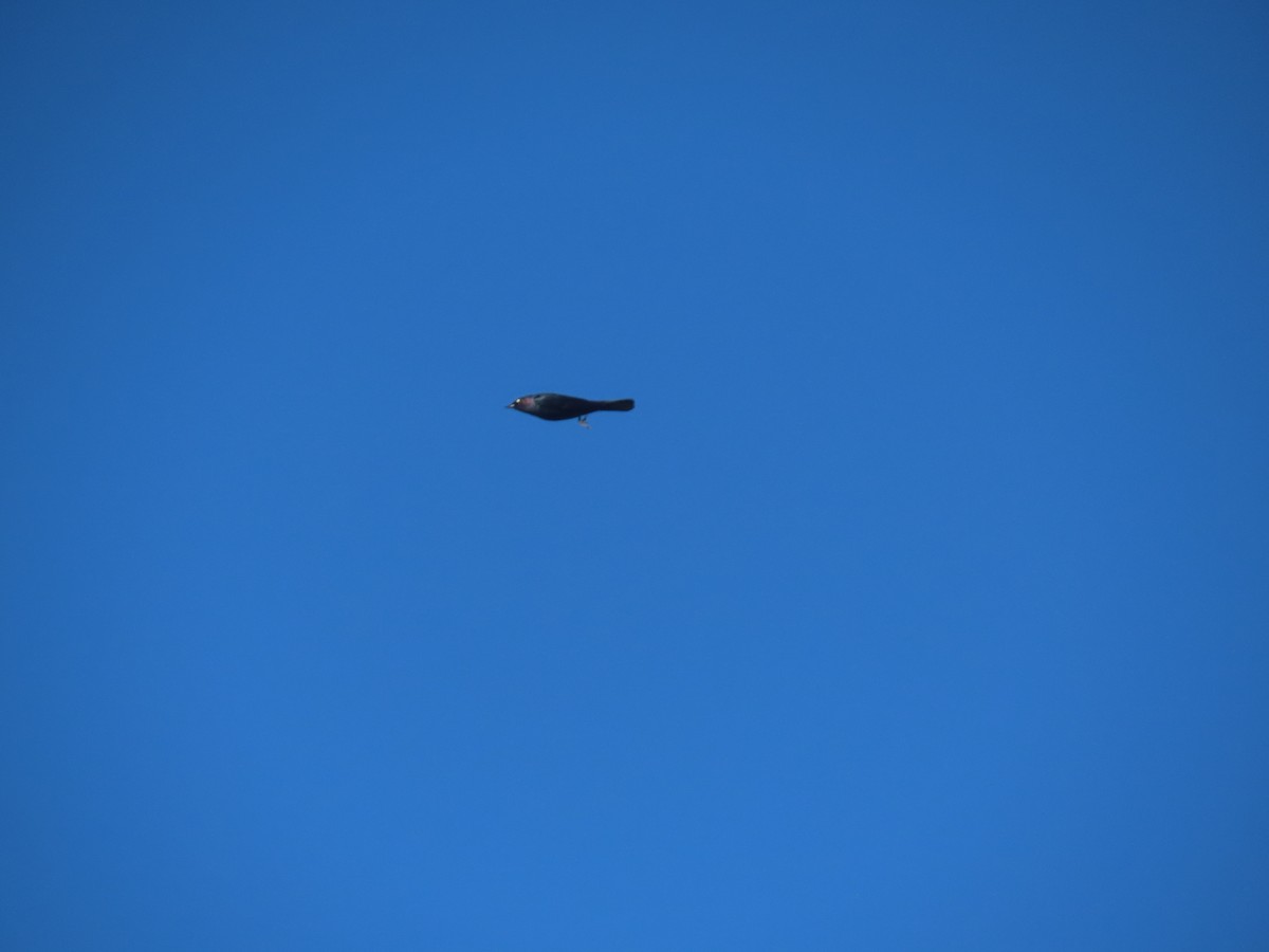 Brewer's Blackbird - ML309545191