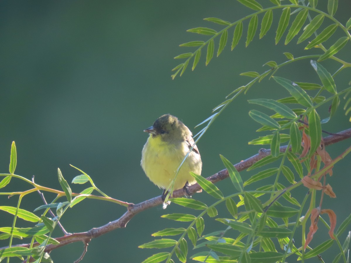 Lesser Goldfinch - ML309545211