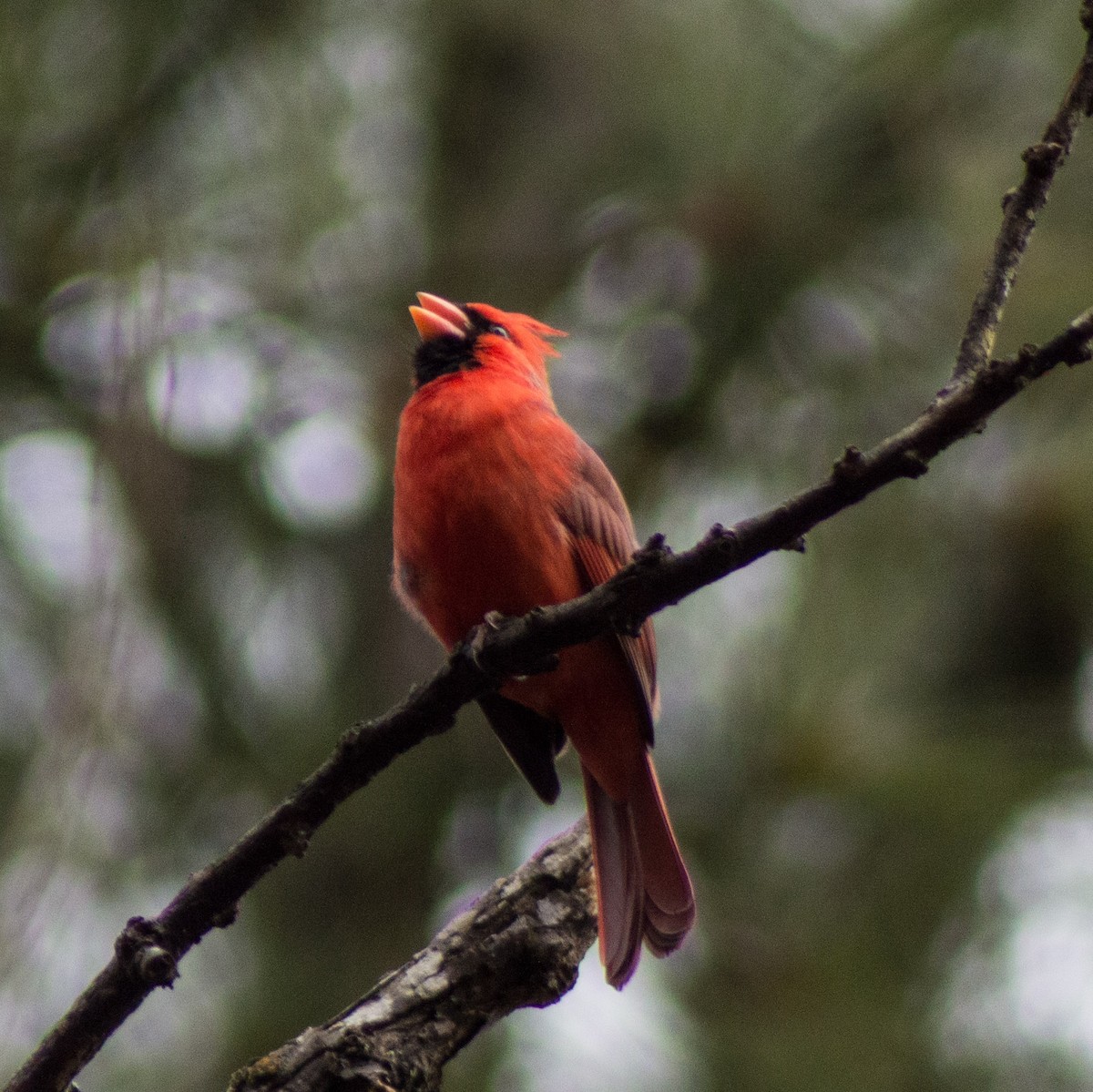 Northern Cardinal - ML309545411