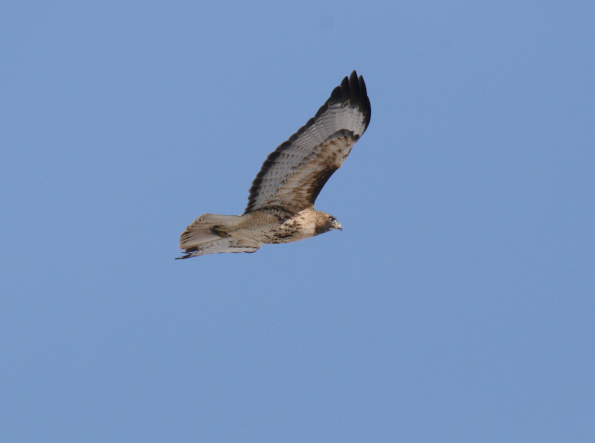 Red-tailed Hawk - ML309546731