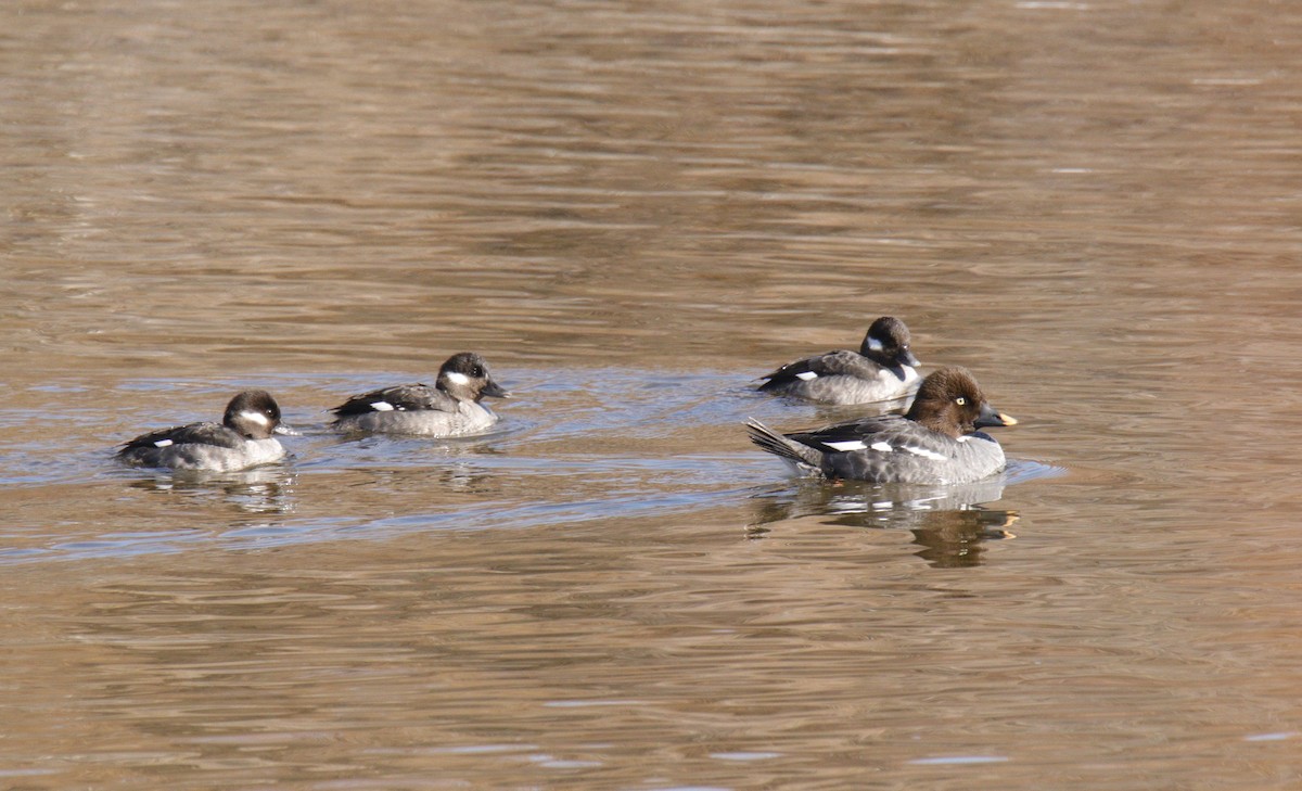 Common Goldeneye - ML309548351