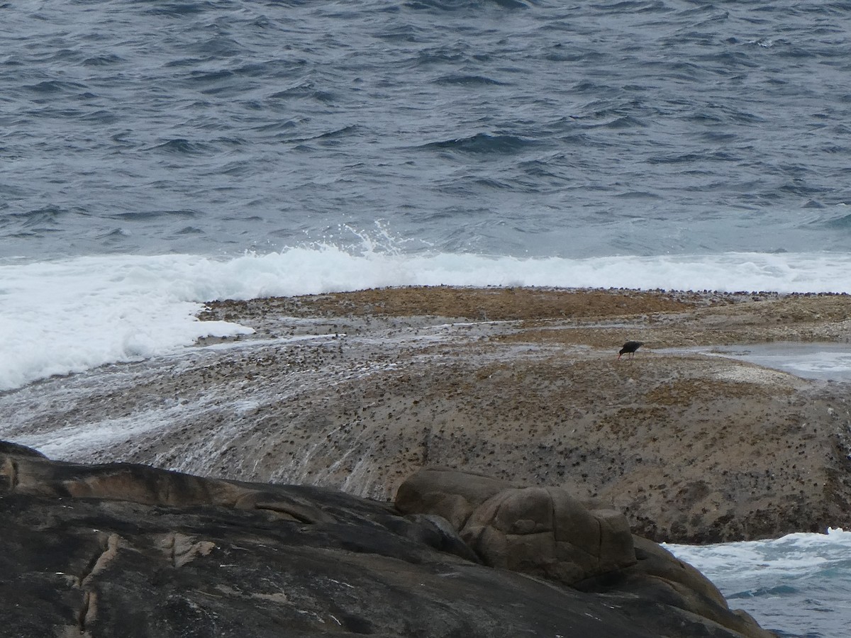 Sooty Oystercatcher - ML309549531