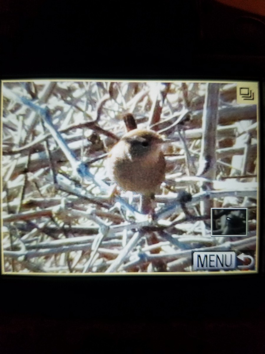 Winter Wren - ML309549841