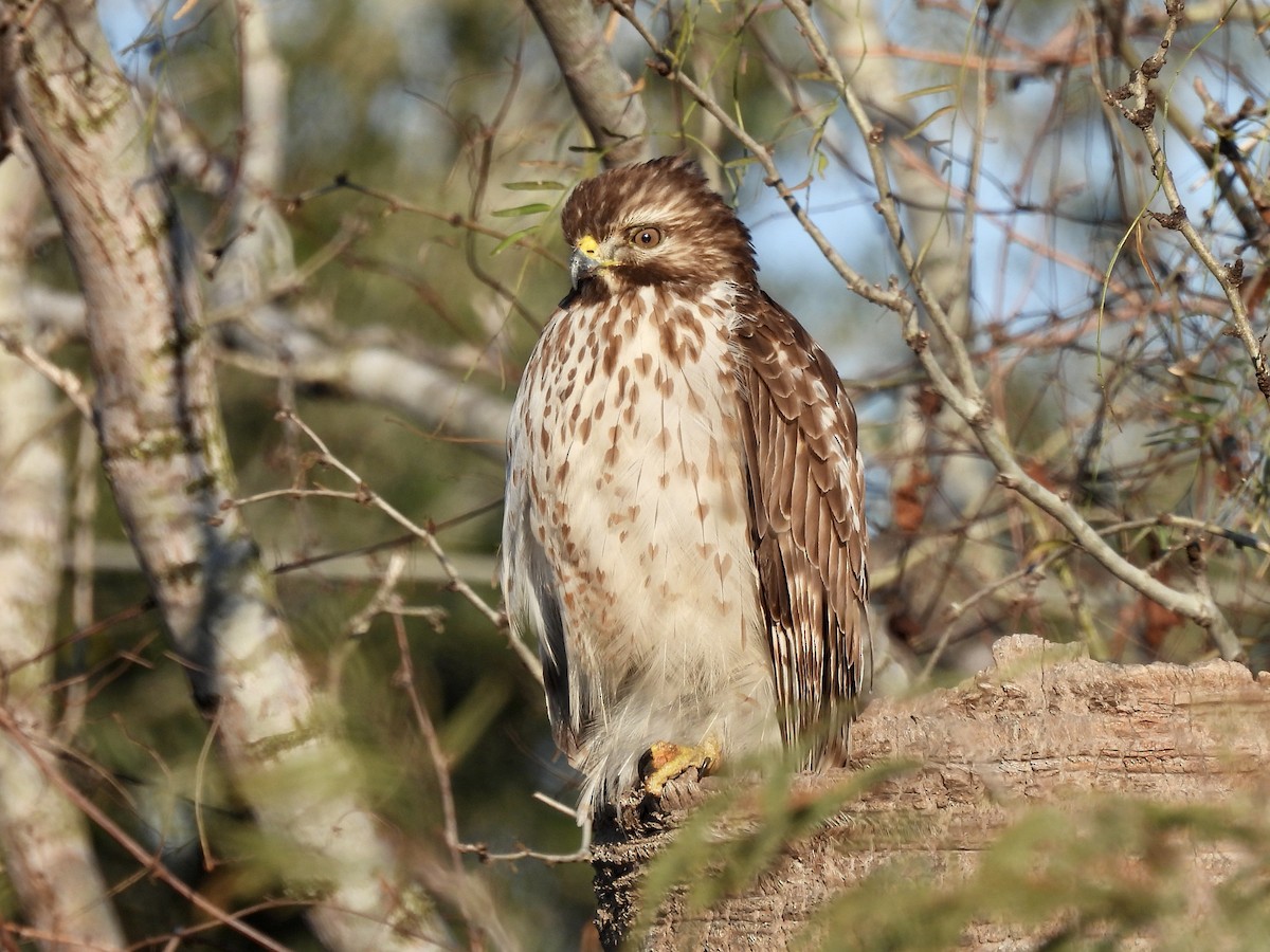 Red-shouldered Hawk - ML309553211