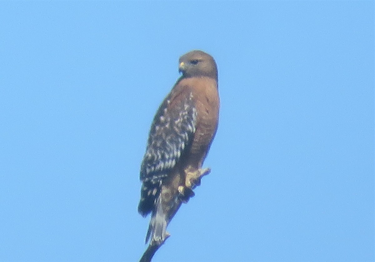 Red-shouldered Hawk - ML309553501