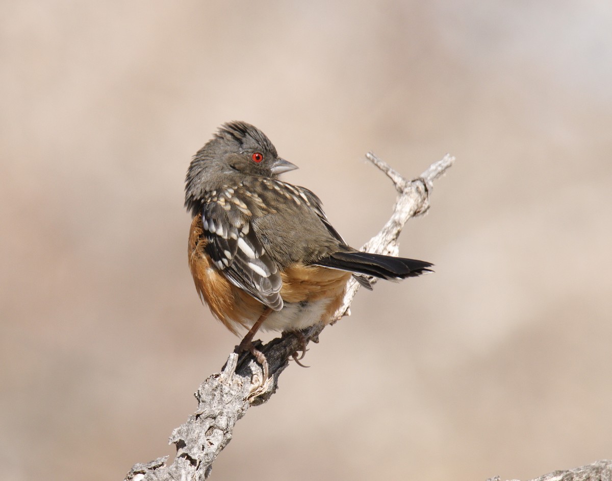 Spotted Towhee - ML309553541
