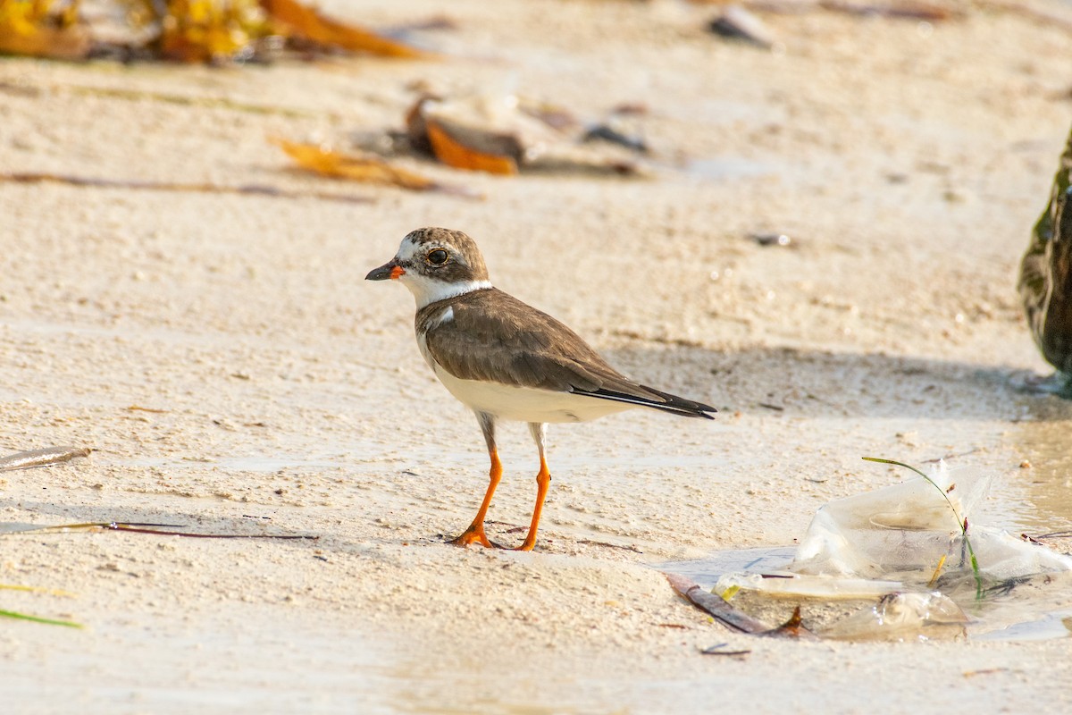Semipalmated Plover - Terry Liddell