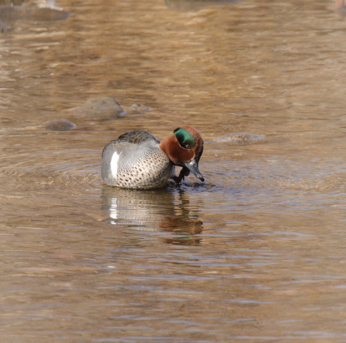 Green-winged Teal - ML309553941