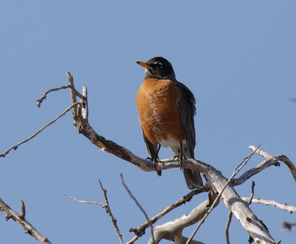 American Robin - ML309557921
