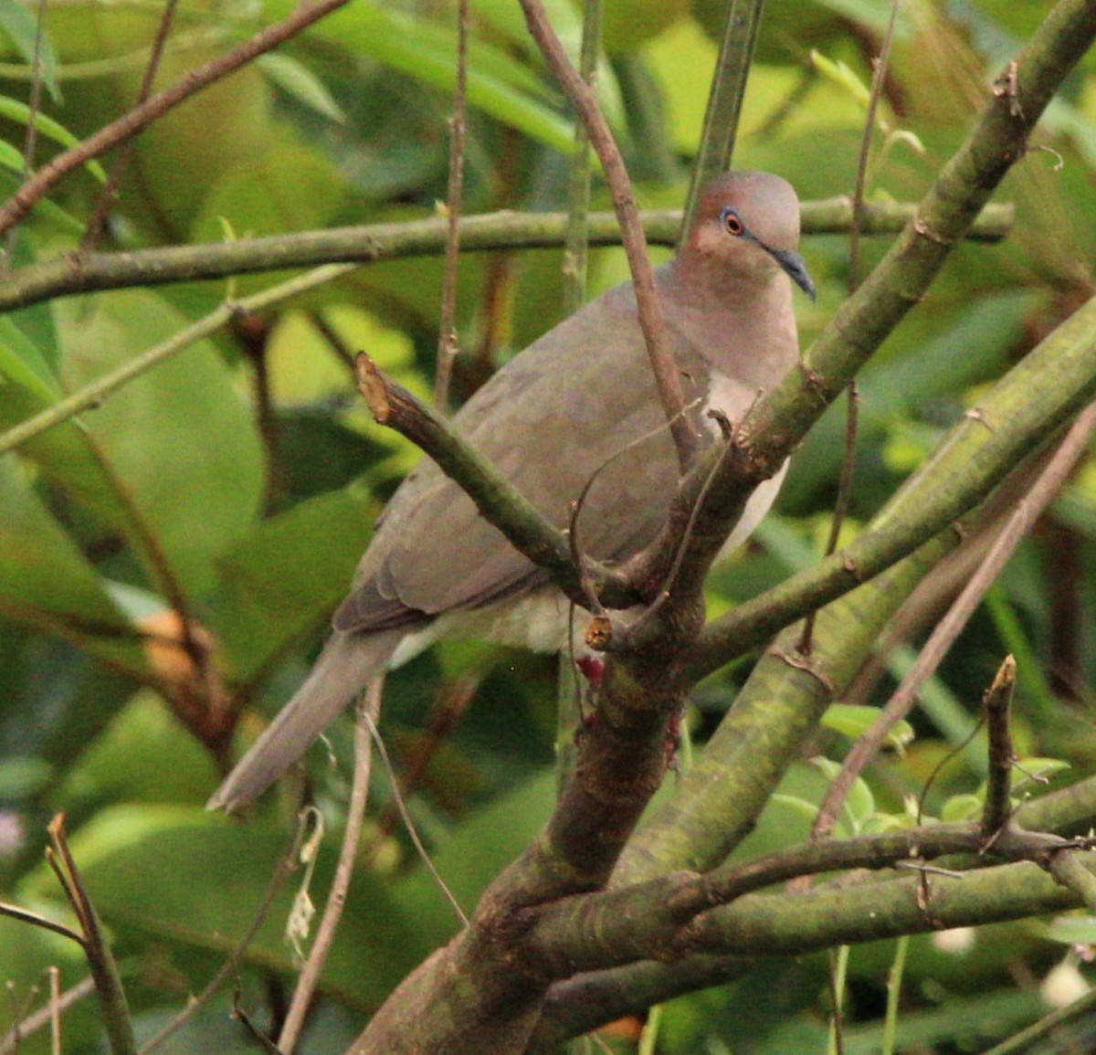 White-tipped Dove - ML309558291