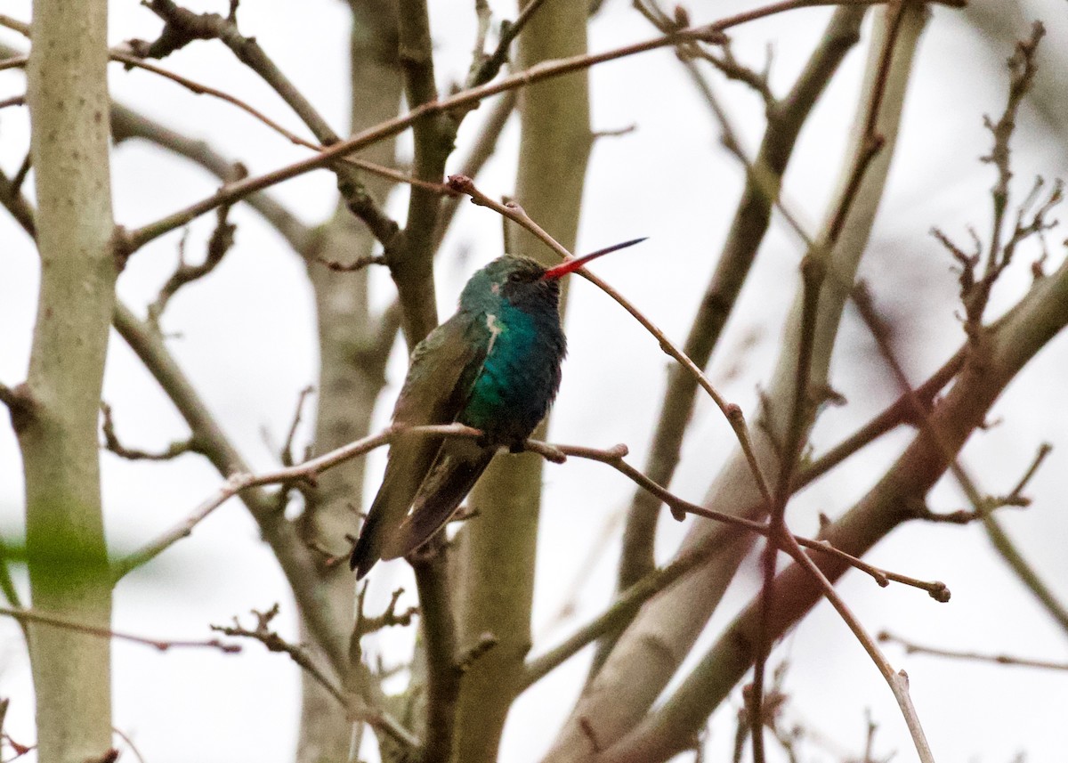 Broad-billed Hummingbird - ML309558761