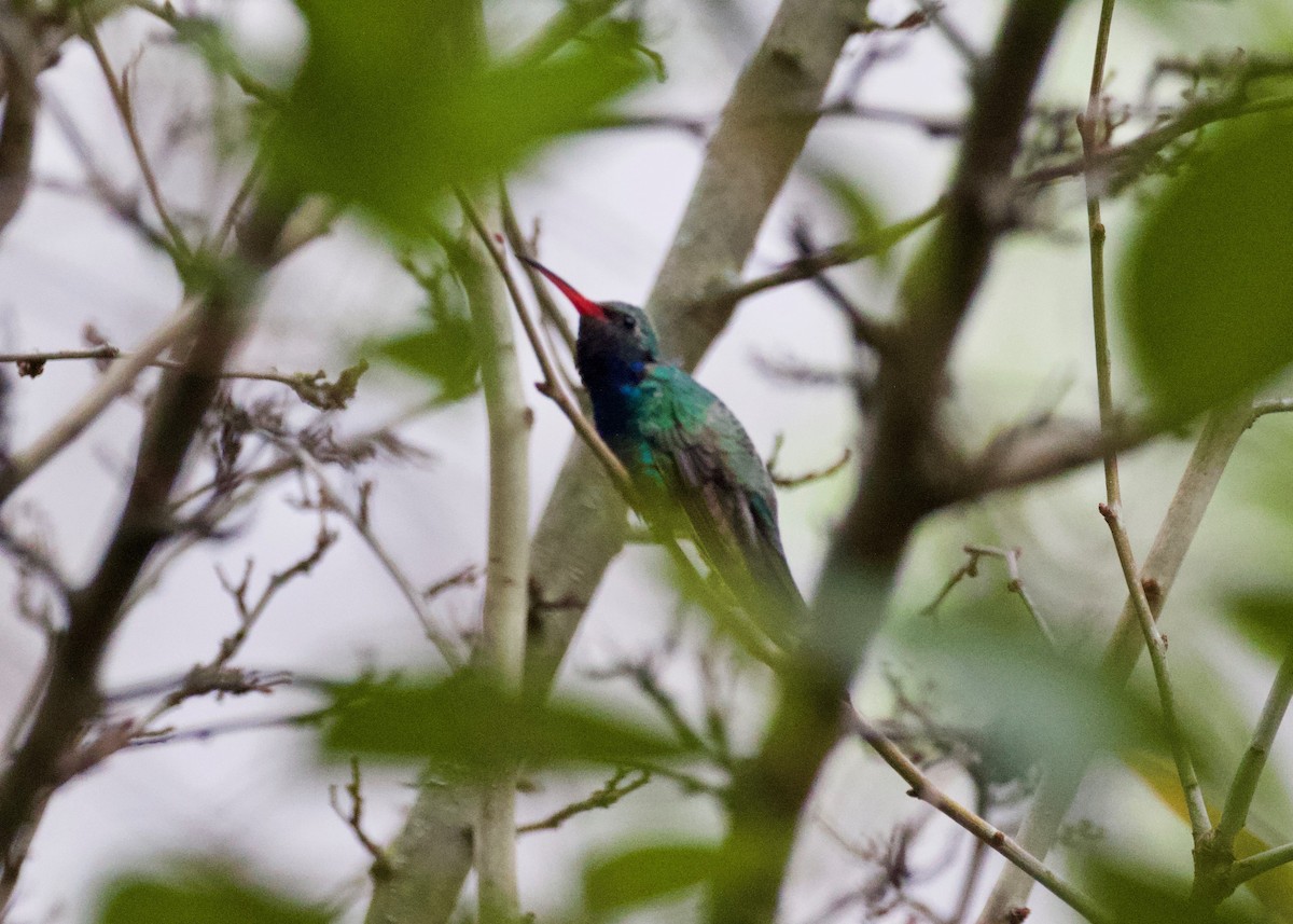 Broad-billed Hummingbird - ML309558771