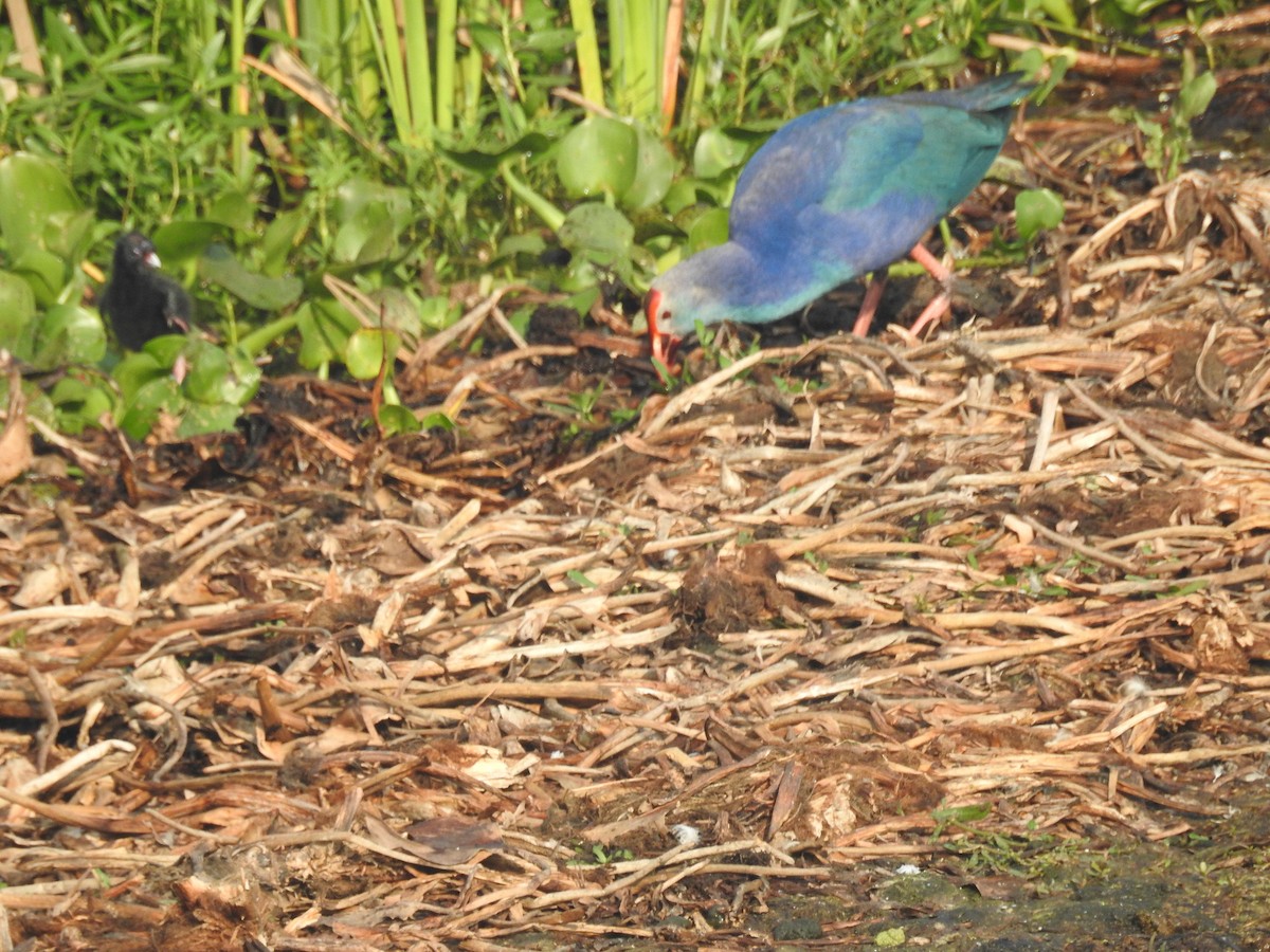 Gray-headed Swamphen - Shilpa Gadgil