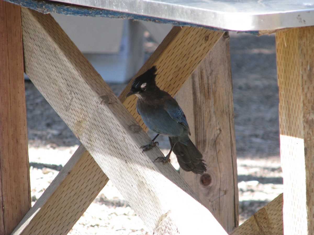 Steller's Jay - ML309559141