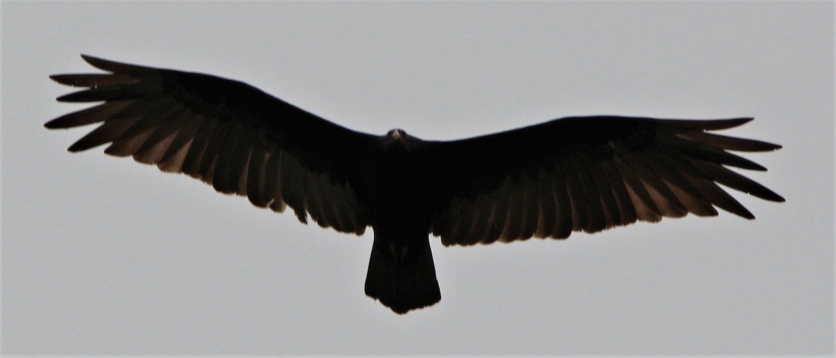 Turkey Vulture - ML309559971