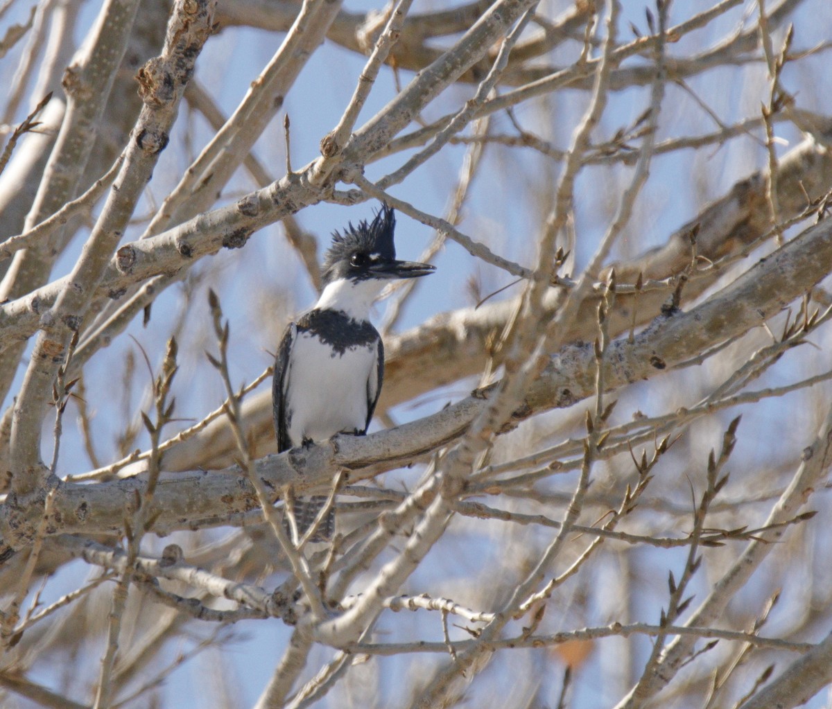 Belted Kingfisher - ML309560331