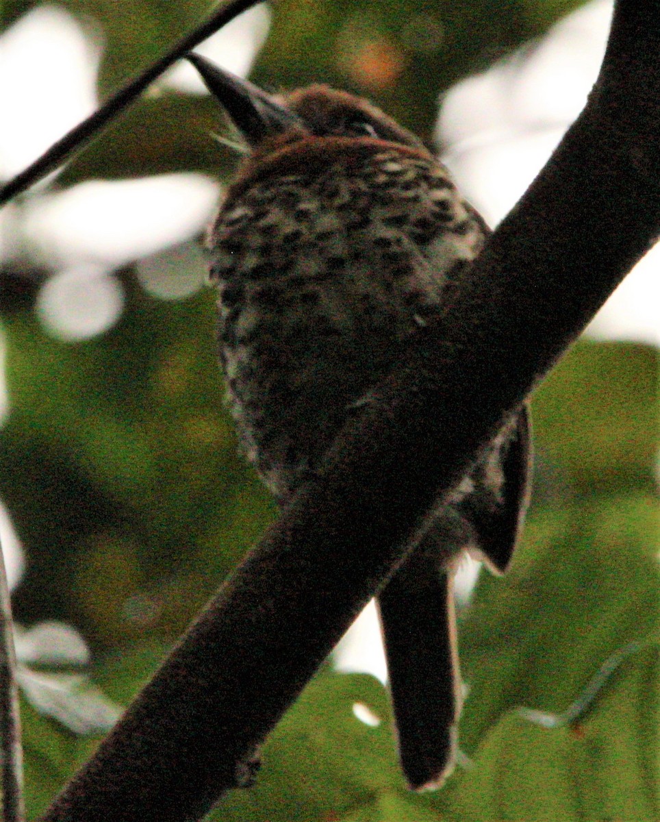 Spotted Puffbird - ML309560671