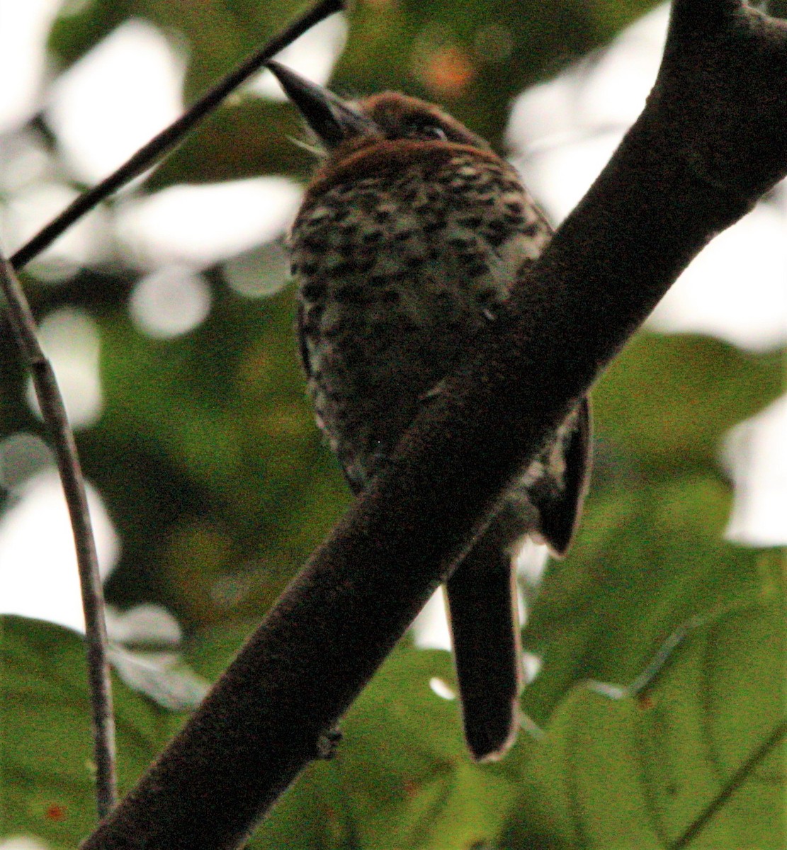 Spotted Puffbird - ML309560711