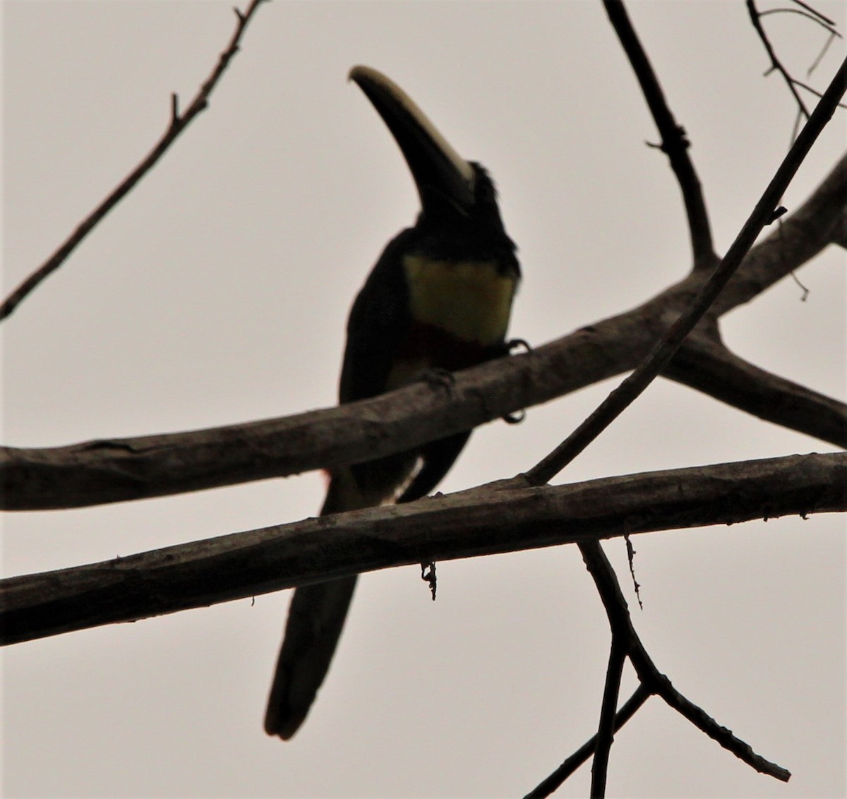 Black-necked Aracari - ML309560721