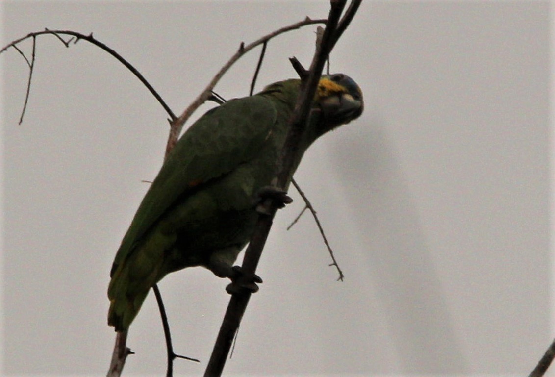 Orange-winged Parrot - ML309561861