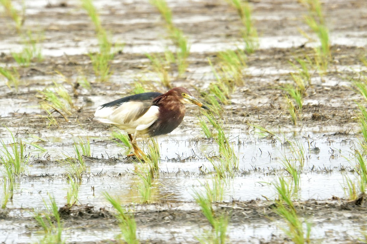 Chinese Pond-Heron - ML309562011