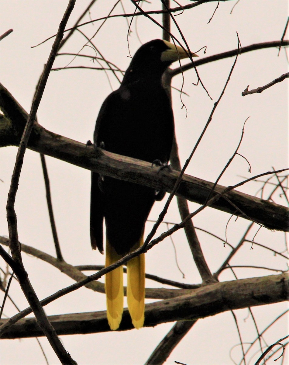 Crested Oropendola - ML309562561