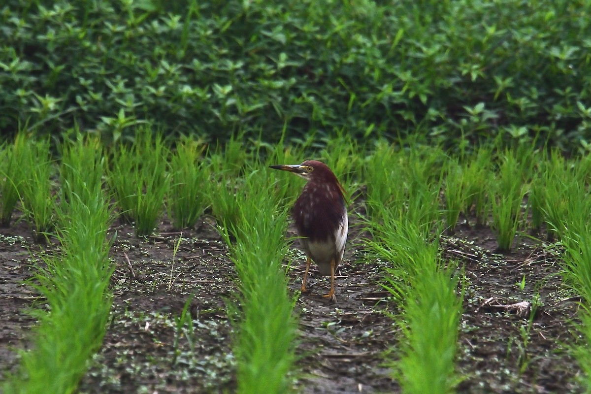 Chinese Pond-Heron - ML309562981