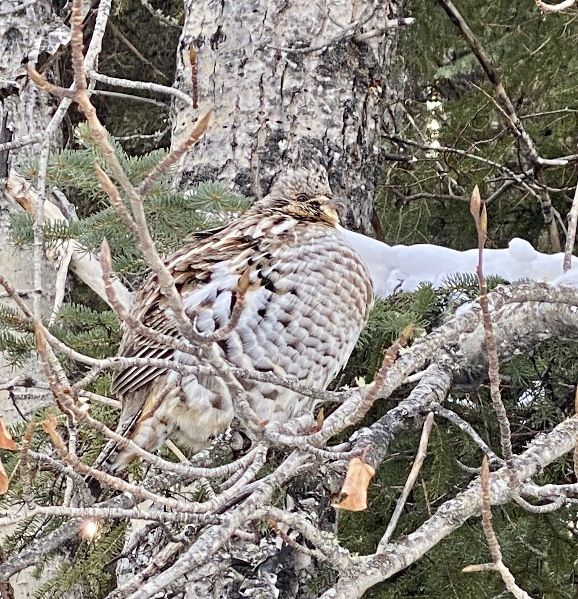 Ruffed Grouse - ML309563621