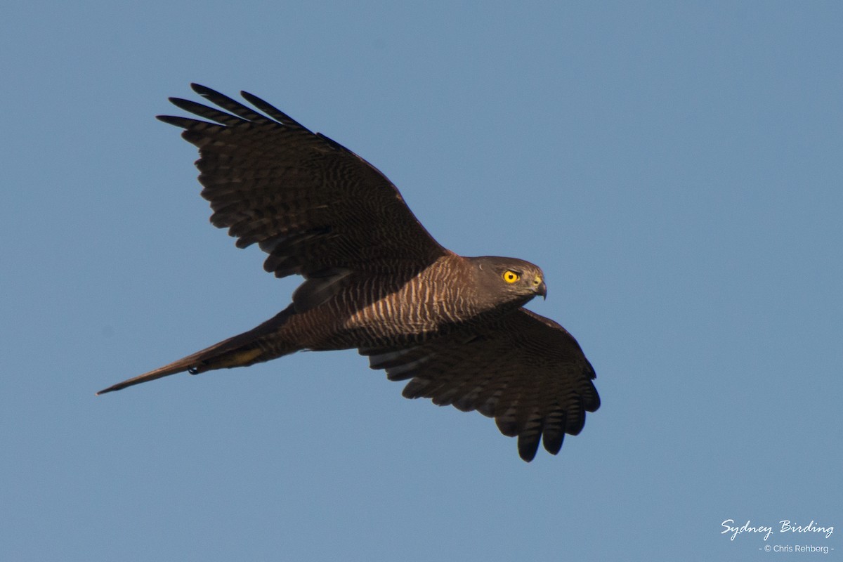 Brown Goshawk - Chris Rehberg  | Sydney Birding