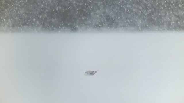 Black-headed Gull - ML309565281