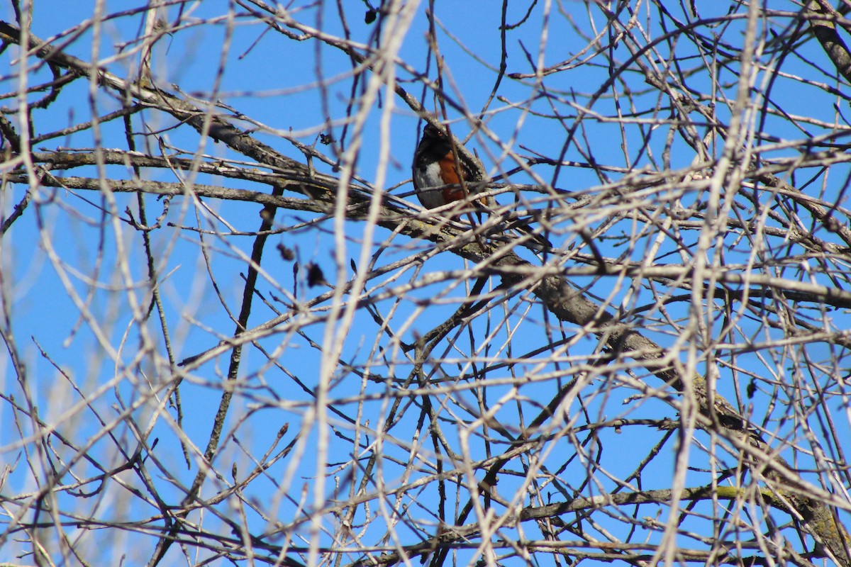 Spotted Towhee - ML309566071