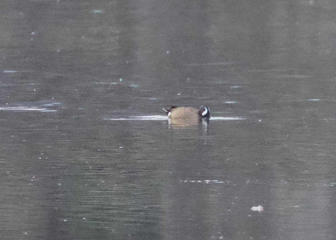 Blue-winged Teal - Rachel Lawrence