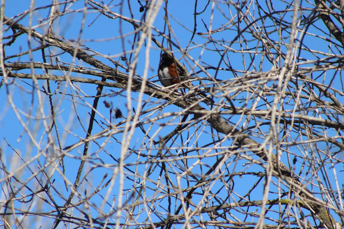 Spotted Towhee - ML309566201