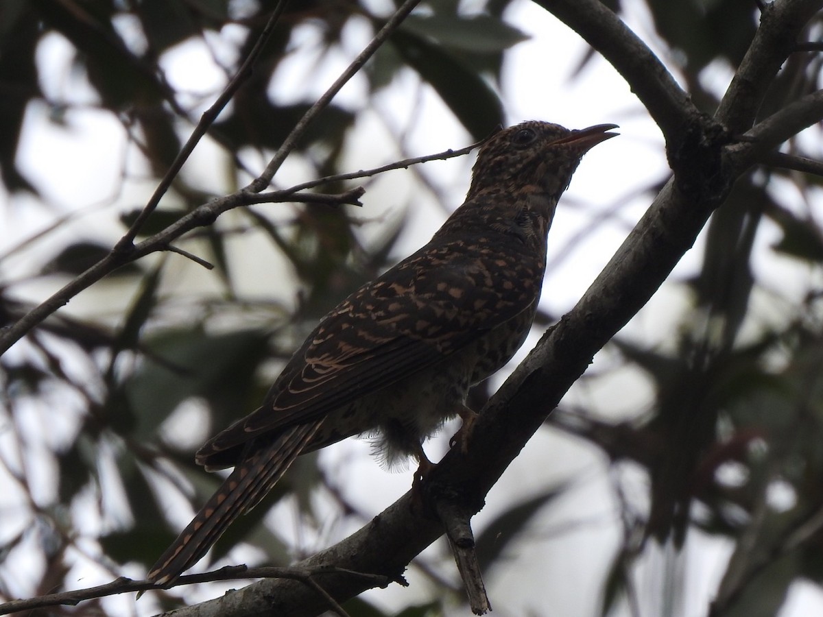 Brush Cuckoo - ML309567951