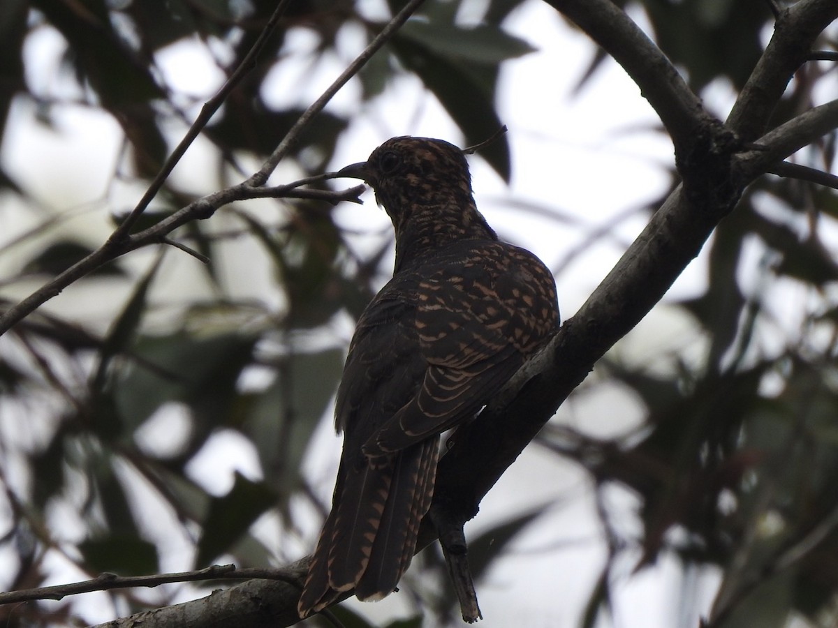 Brush Cuckoo - ML309567971