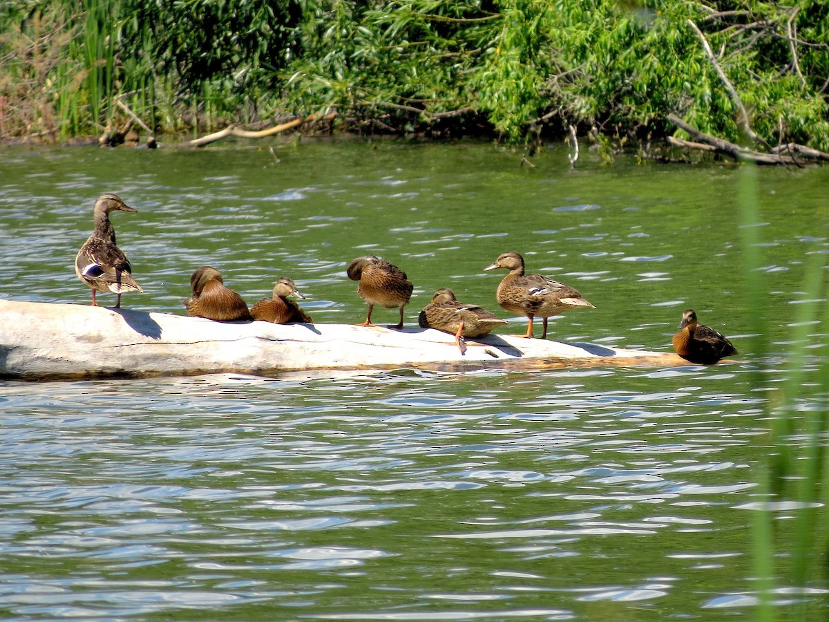 Mallard - Ted Floyd