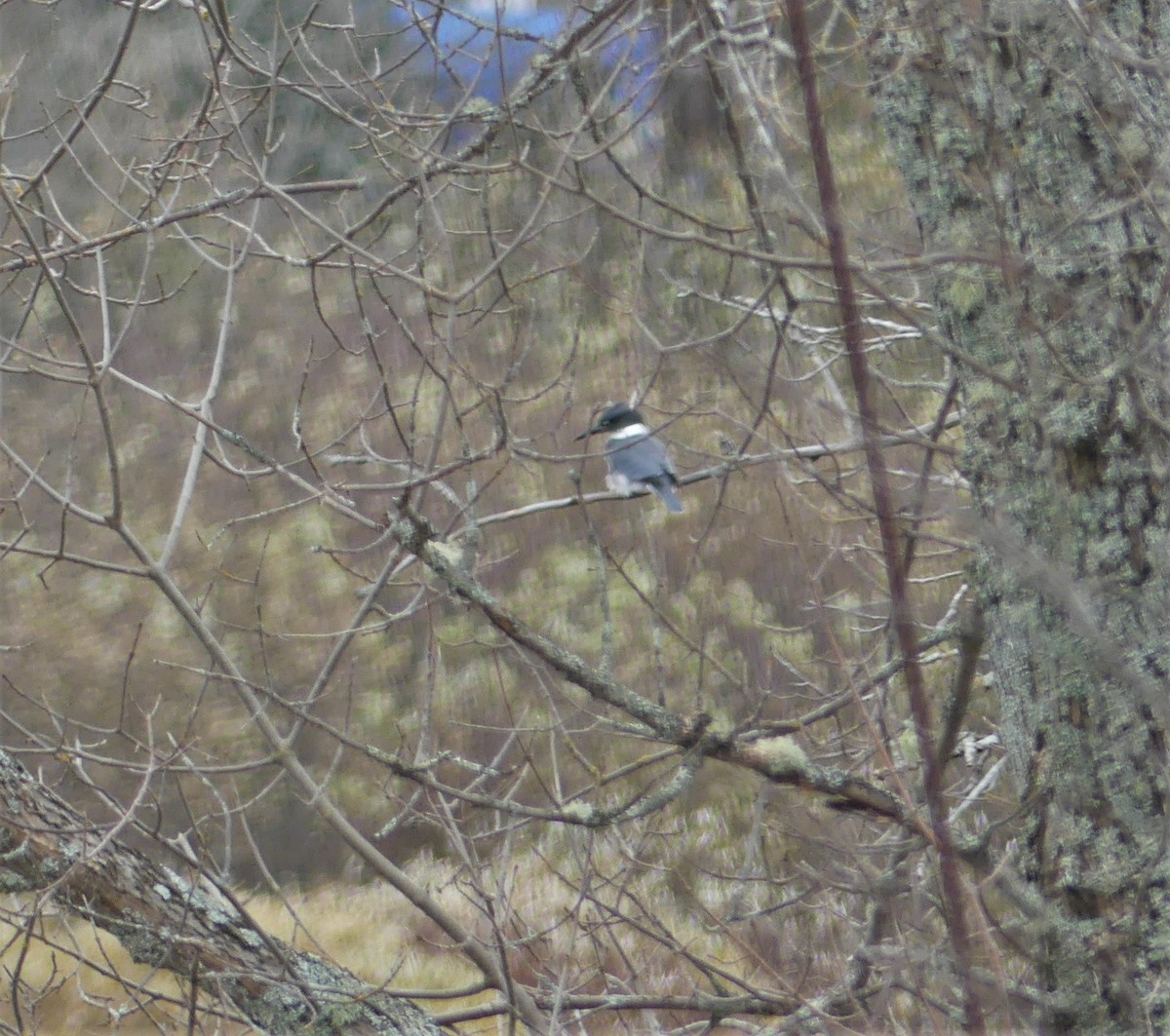 Belted Kingfisher - Marco Beaulieu