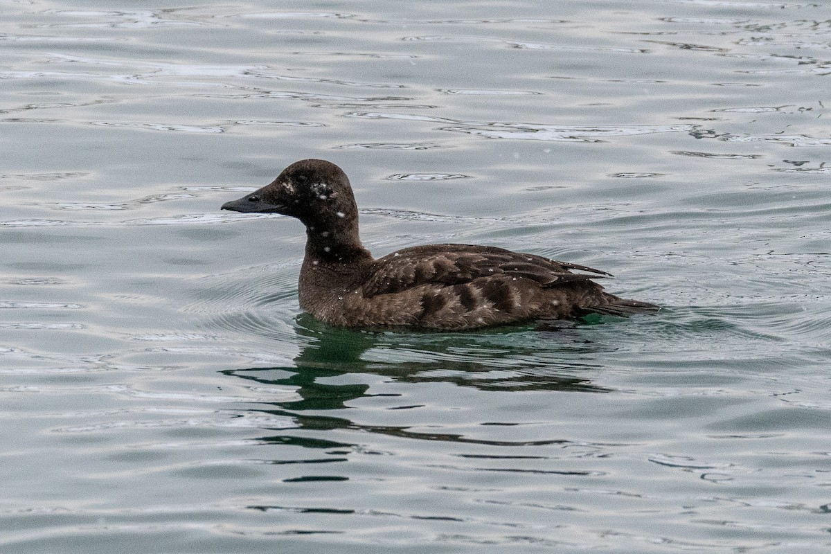 White-winged Scoter - ML309572041