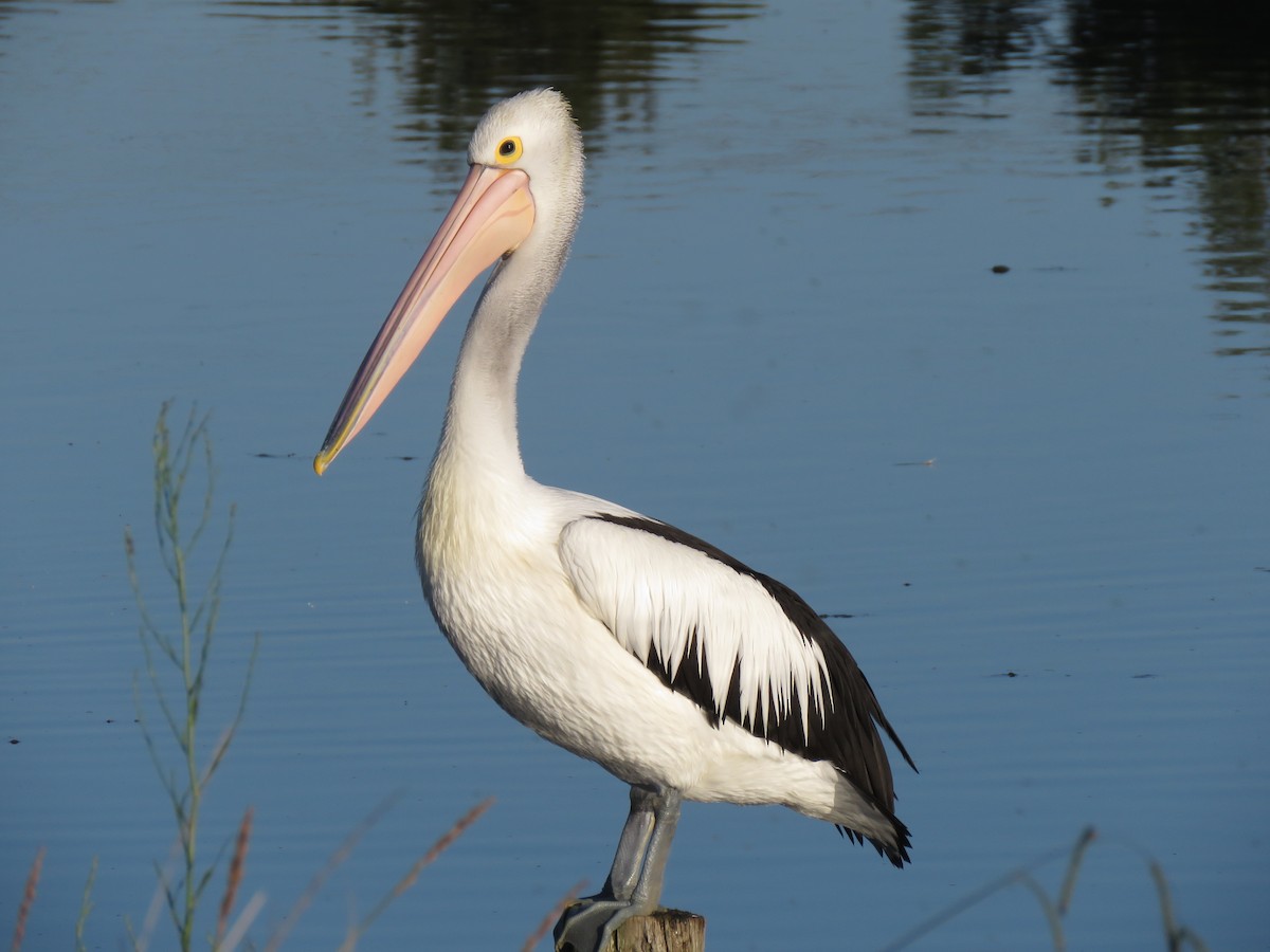 Australian Pelican - ML309572591