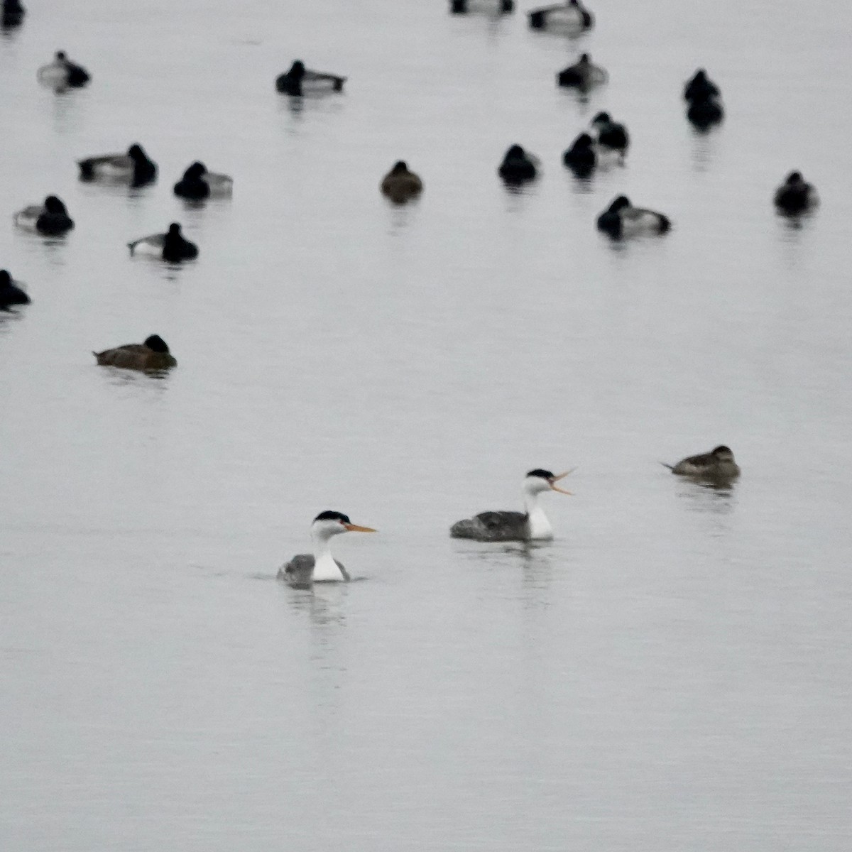 Clark's Grebe - ML309573161