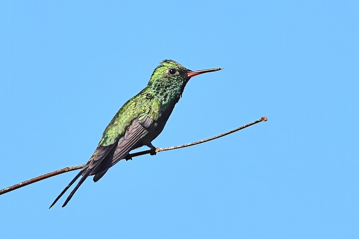 Golden-crowned Emerald - Greg Homel