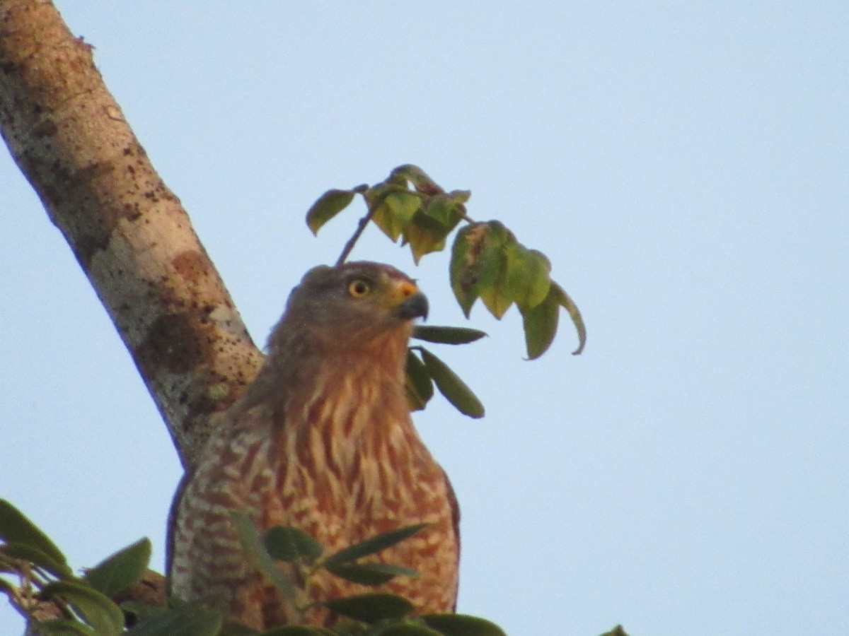 Roadside Hawk - ML309575551