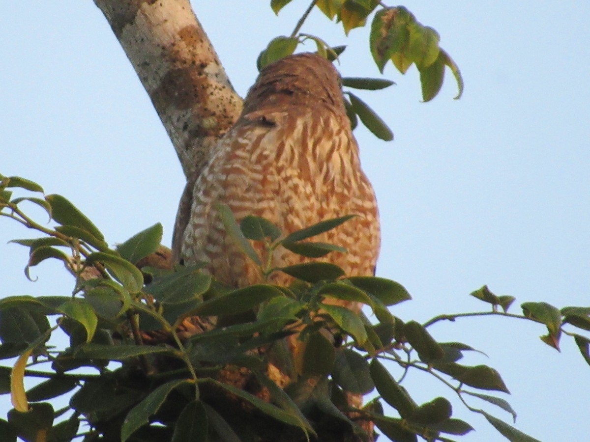 Roadside Hawk - ML309575561