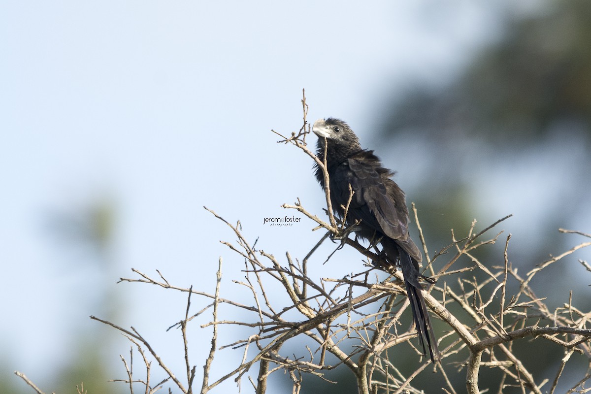 Smooth-billed Ani - ML30957561