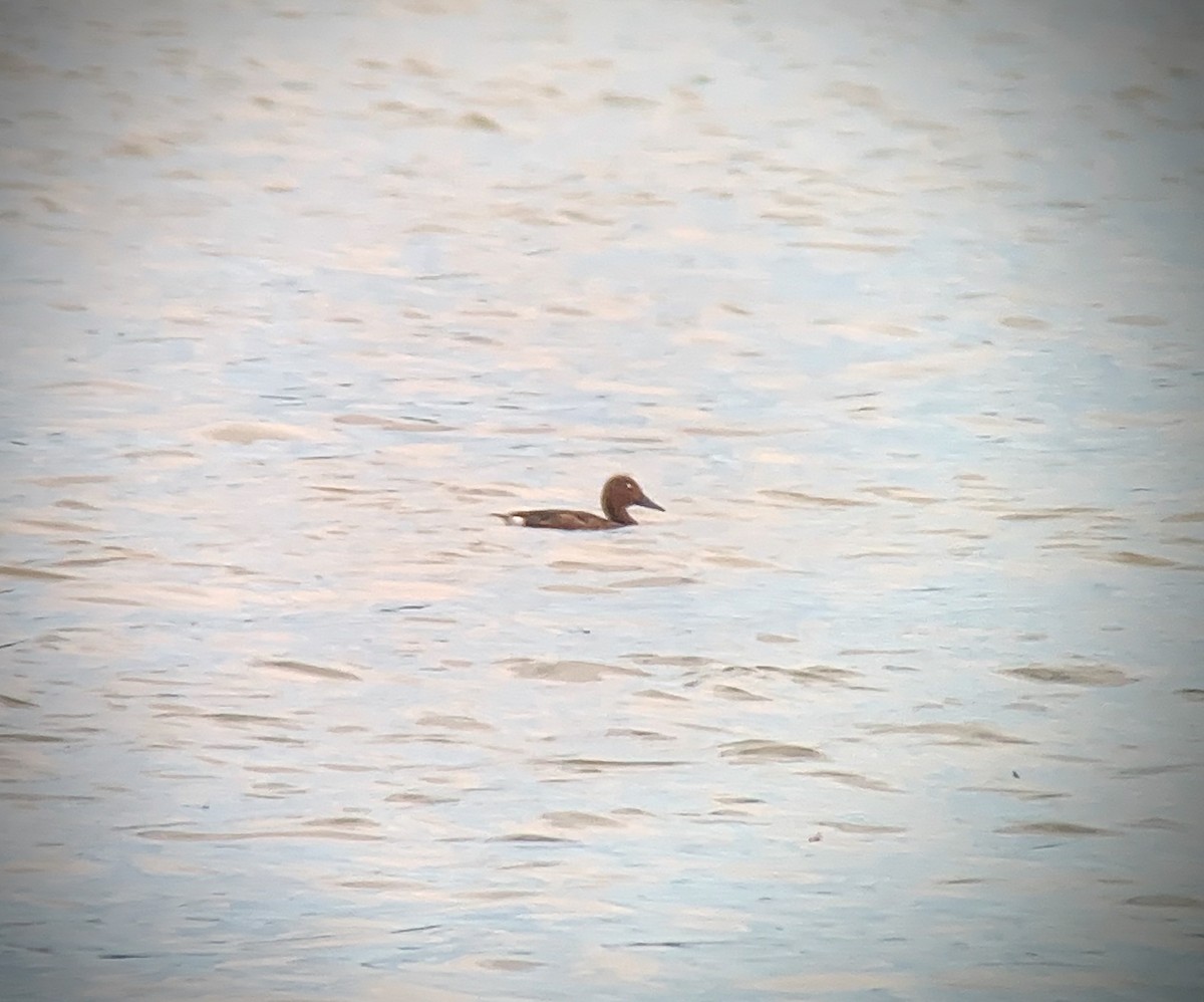 Ferruginous Duck - Morten Lisse