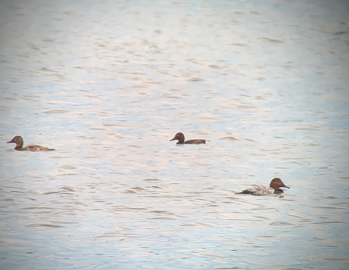 Ferruginous Duck - ML309576081