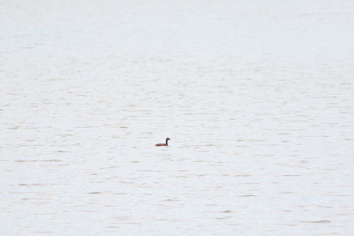 Eared Grebe - Morten Lisse