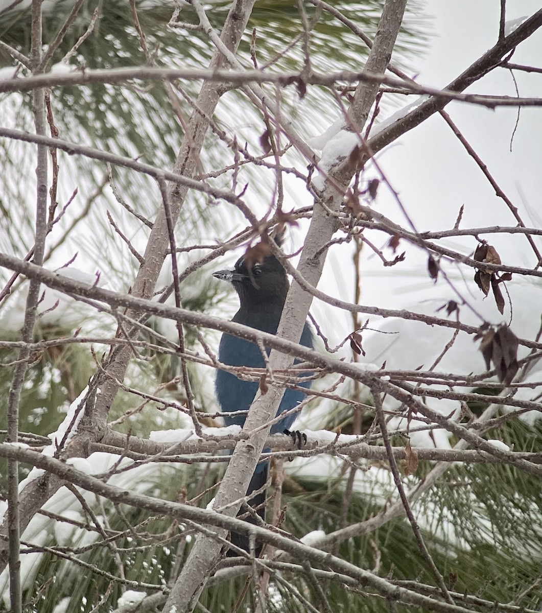 Steller's Jay - ML309576751